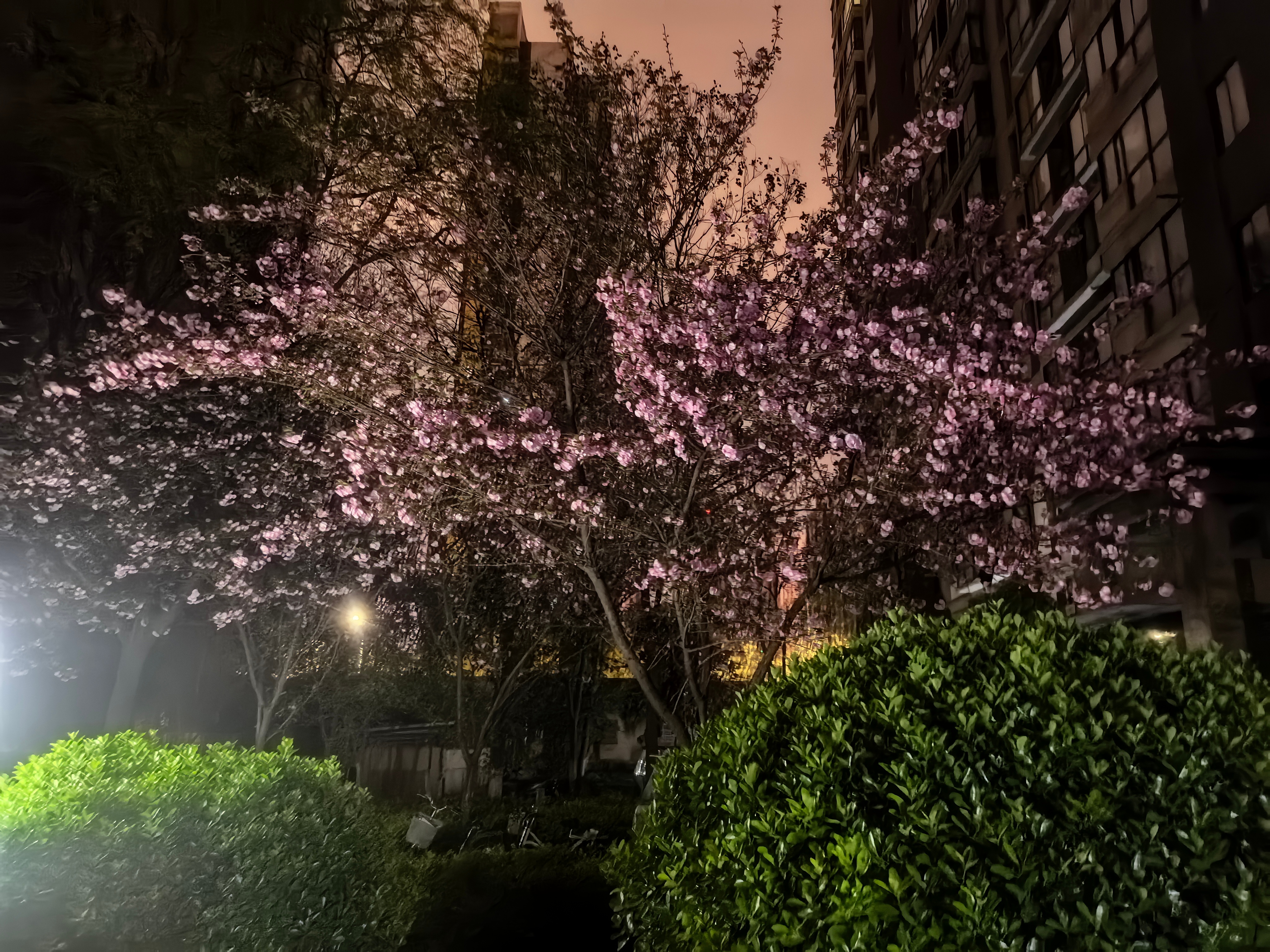 生活手记春天该有的样子 西安