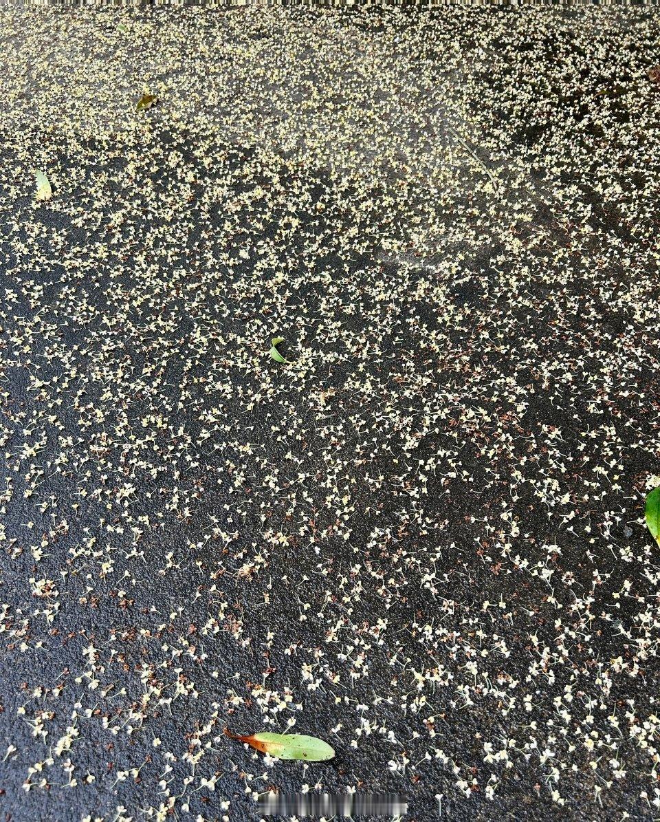 它这一生太短暂了桂花的一生很短暂但是桂花很快乐我在想桂花有生命 它带落地上 就结