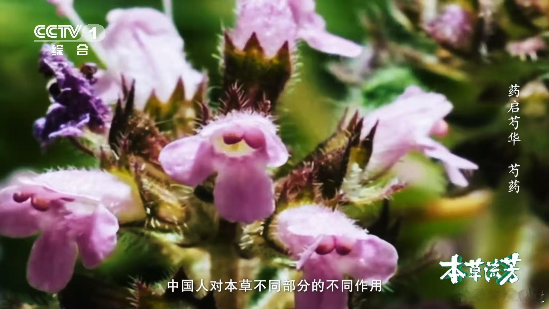 芍药是调味界的祖先严选 现代的厨师们也很厉害，用各种方式将芍药的元素融入菜肴中。
