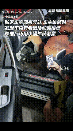 “果然，专业的事还得交给专业的猫”！福建，车主总觉得空调有异味，维修师傅根据经验