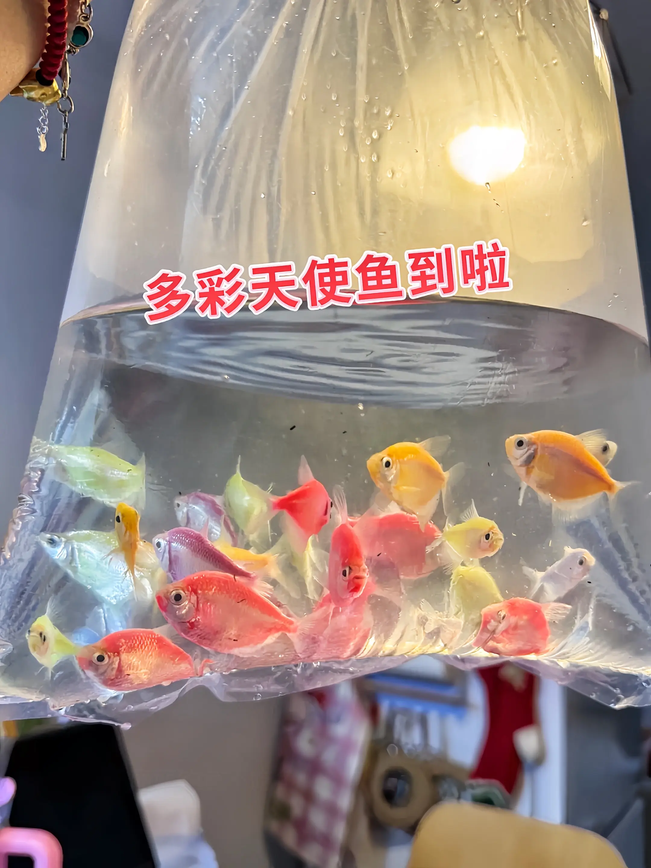 绚丽颜值，点亮鱼缸  糖果天使鱼，就像把彩虹揉进了身体里，红似火焰、蓝...