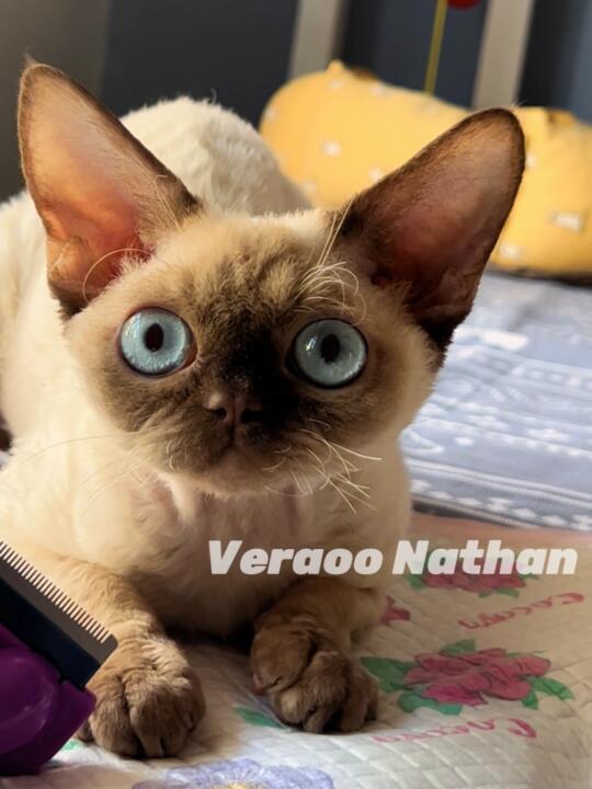 喜欢这张幼态感十足的Dollface｜德文卷毛猫