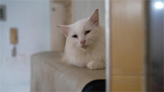 2023年，上海一女子家中传出阵阵臭味，熏得邻居不敢开窗，敲开房门后里面的一幕令