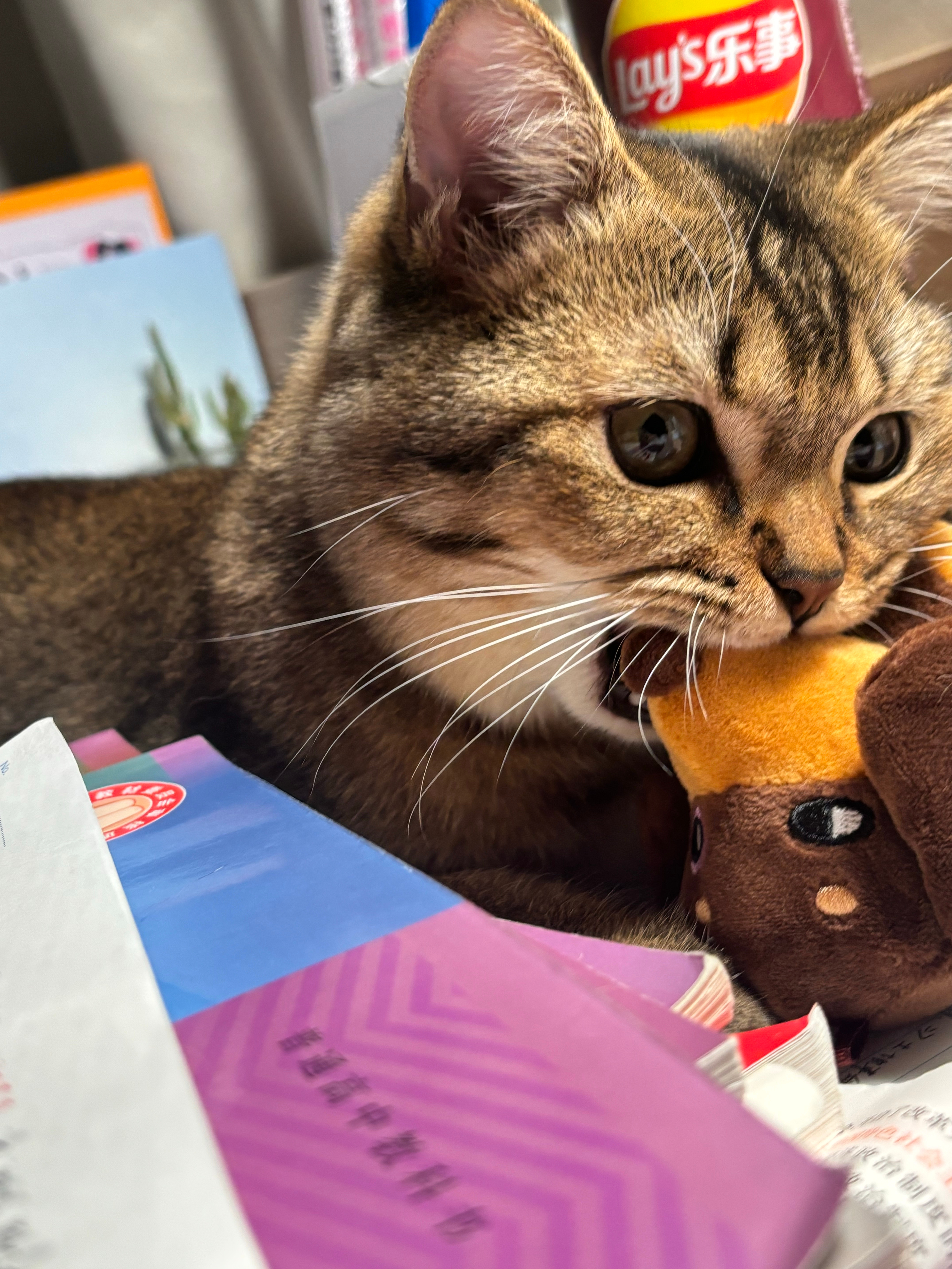 眼镜蛇注射毒液就是这样的 