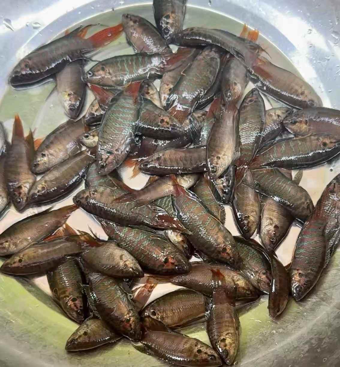 我的家是在广东河源和平的一个小山村，记得小时候最喜欢去农村的小溪里抓鱼虾，抓得少