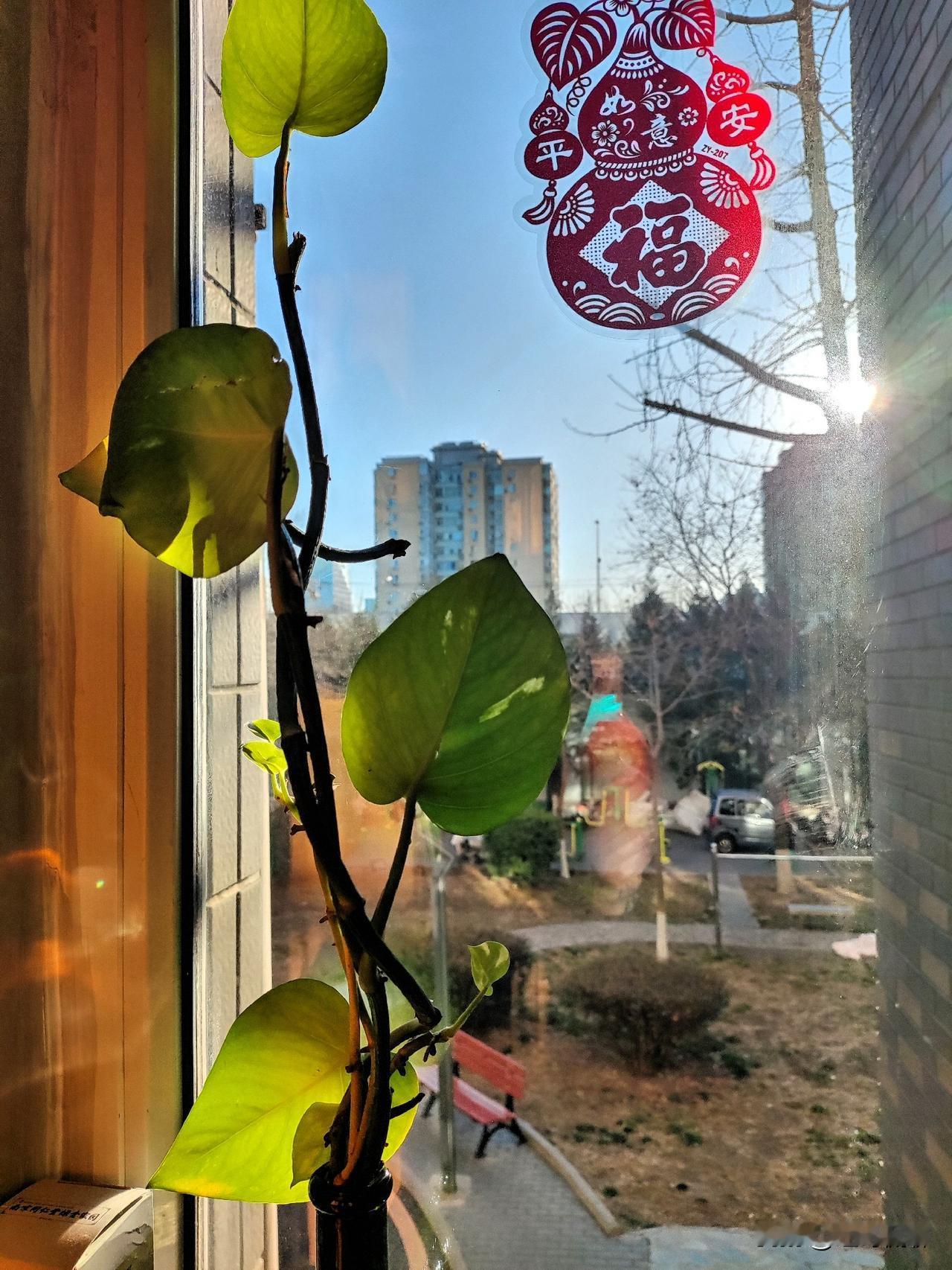 今日碧空万里，阳光明媚，光线穿过净窗玻璃，落在绿叶上，纹络可见，眼前一幅温馨景致