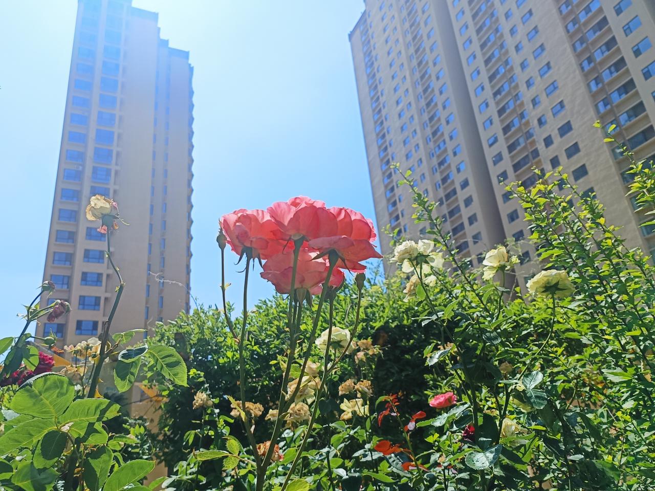 夏花灿烂，终将辞行。
有种离别，将隔着整个人间，再也不见。
