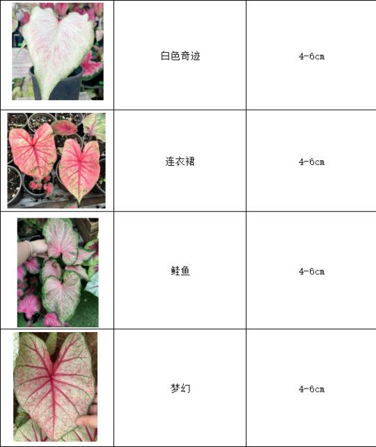 26年现货老球批发预售表