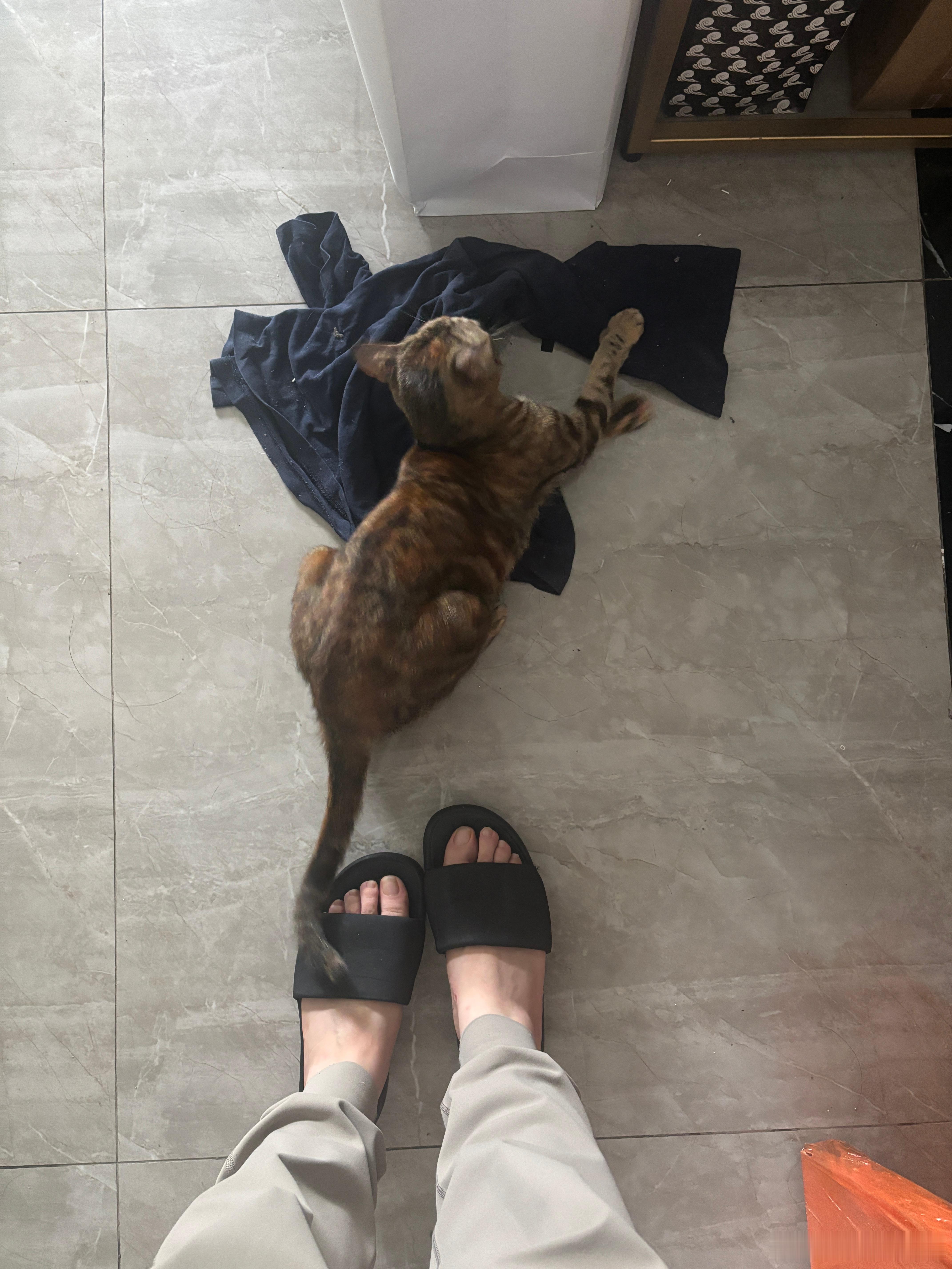 一天就能一见 不然猫有意见 澳门·新马路