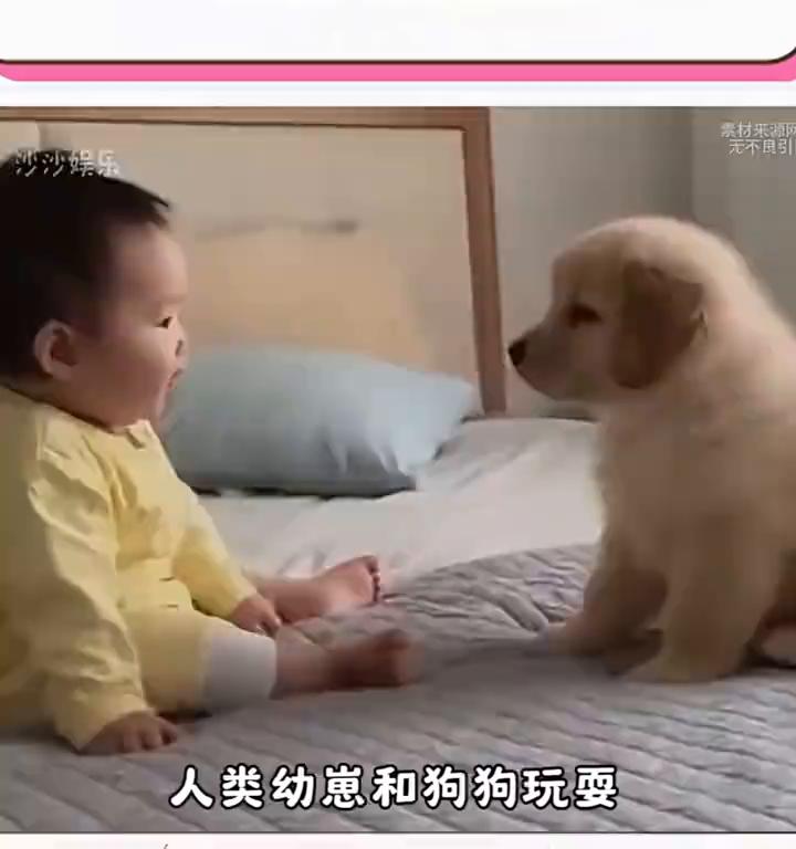 和狗狗玩耍全程无障碍沟通，最后拱到怀里拥抱，太治愈了。
