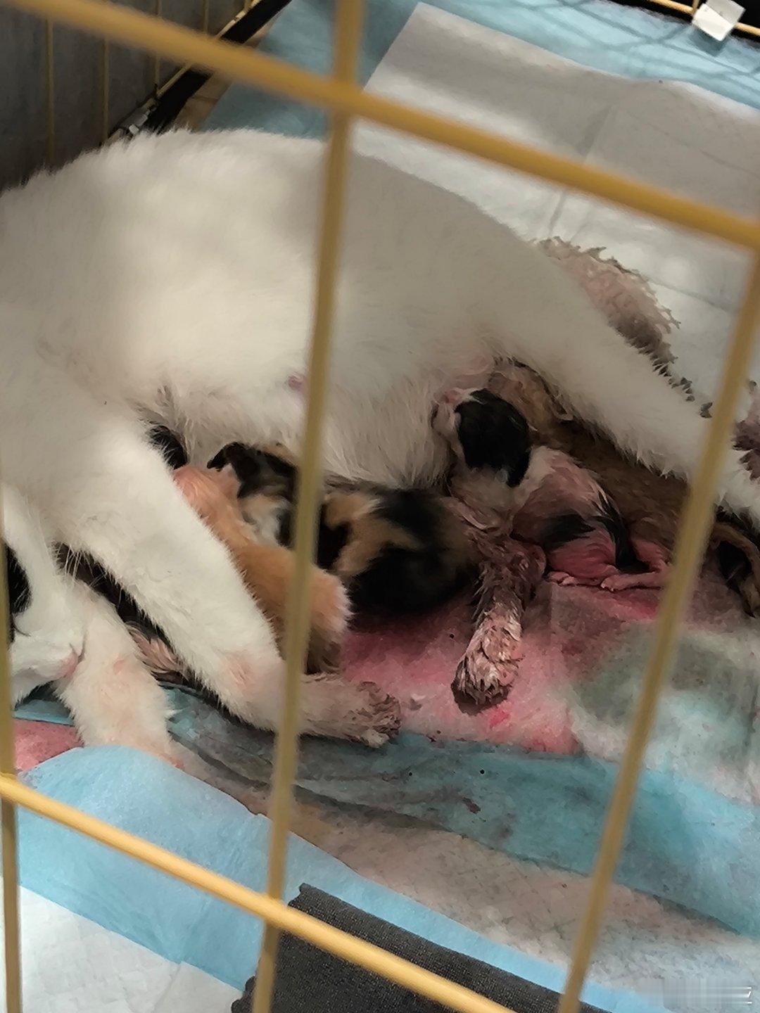 我一直以为小猫刚出生没有毛的 好多毛 