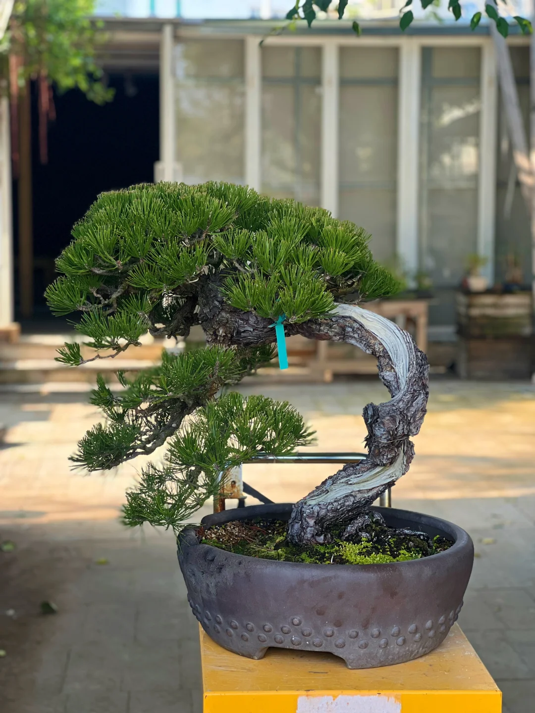 黑松换盆
