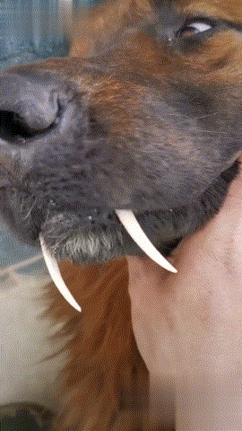 【狗子长了两颗尖尖的犬齿，看起来很特别，网友：剑齿虎后代剑齿狗铲屎官：你这牙怎么