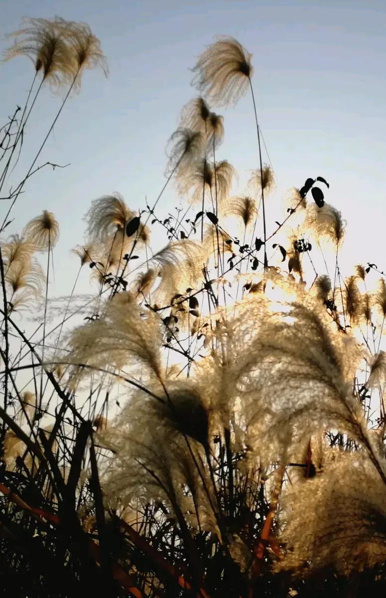 “萧萧江上荻花秋”这句词出自宋代贺铸的《眼儿媚·萧萧江上荻花秋》，全词内容如下：