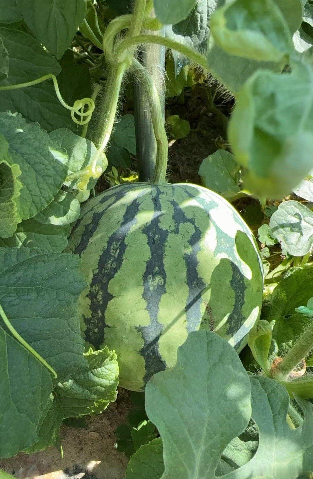 大西瓜🍉