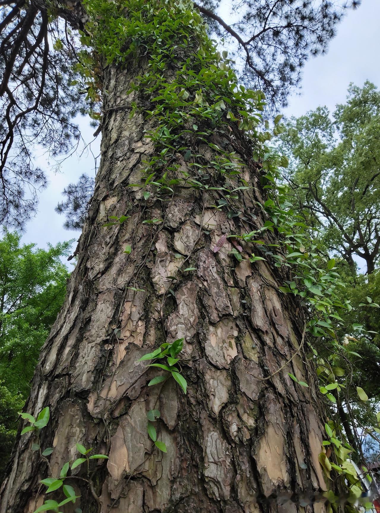 余华老师说：“人老了，最心酸的不是生活清贫，身体抱恙，而是突然有一天，你发现那个