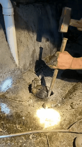 湖南大叔自家小狗莫名走失，四处找寻一番，才发现小家伙脑袋探出管道外面，整个身子卡