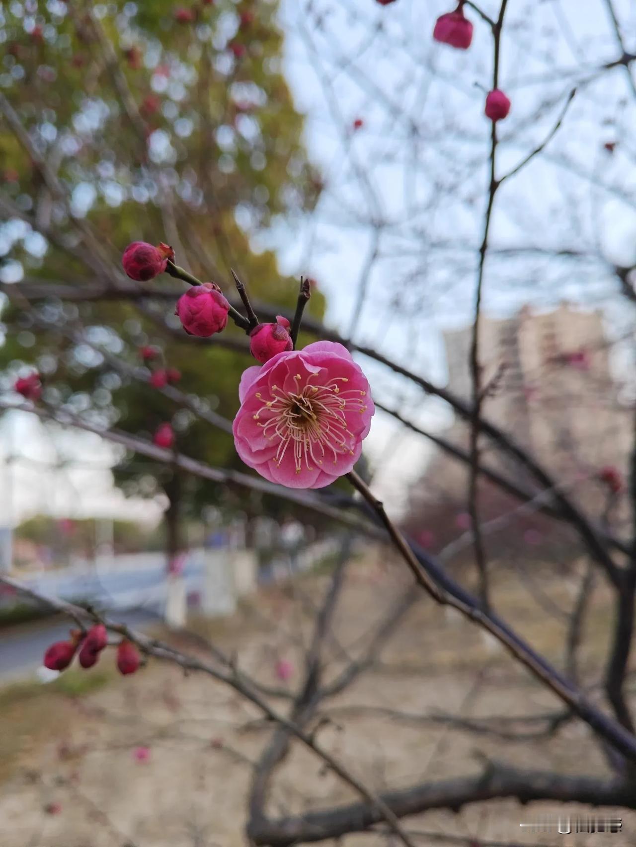 好看的梅花图片