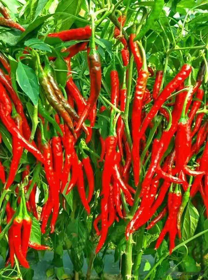 为什么中国菜价能这么便宜这个话题今天上了，有专业博主进行了认真的分析，博主最后用