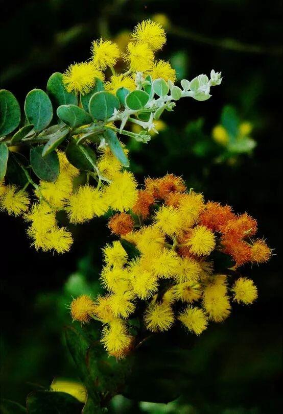 相约剌球花……