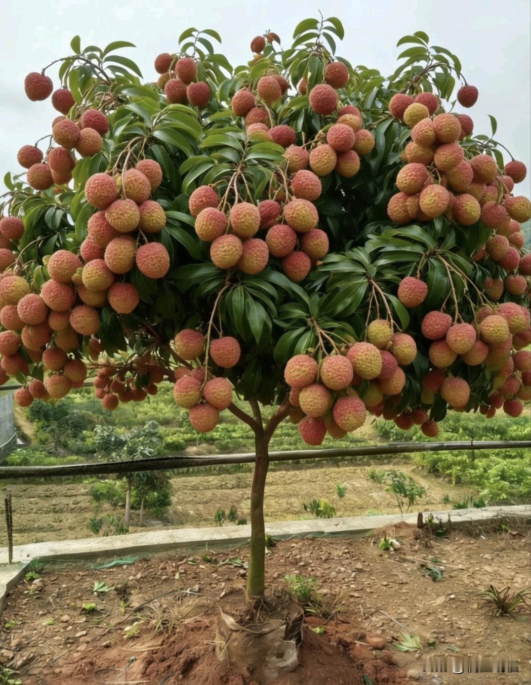 满树红荔缀枝间，颗颗饱满如灯笼，艳红果皮裹着清甜期待。绿叶衬得果色更艳，微风拂过