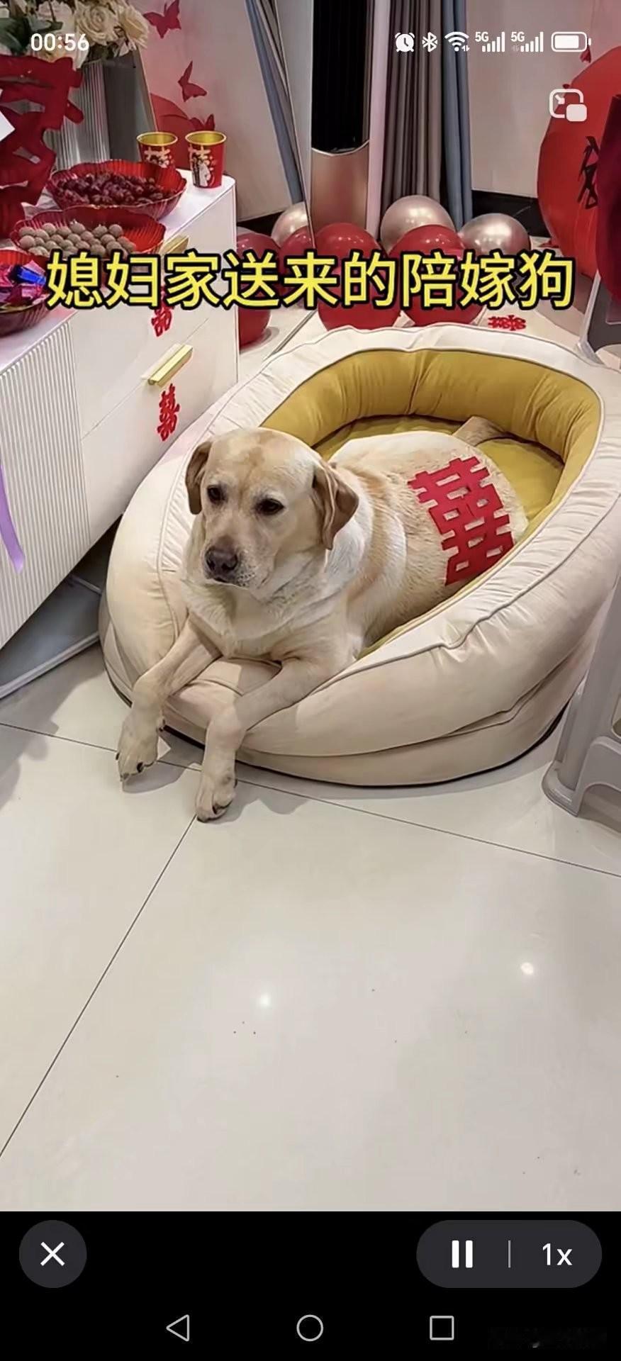 现在都流行陪嫁狗了吗？狗这辈子都没想到，还有风光大办的一天[笑哭]
丈母娘：家里