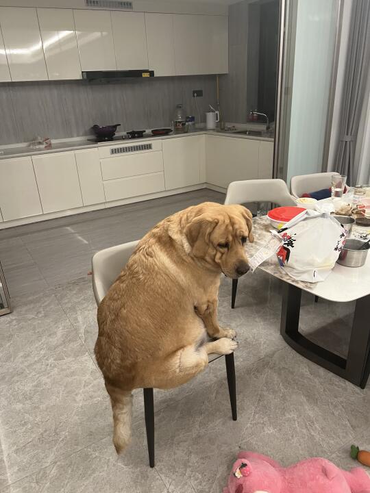 虚心请教：怎么找角度拍小狗才能显瘦