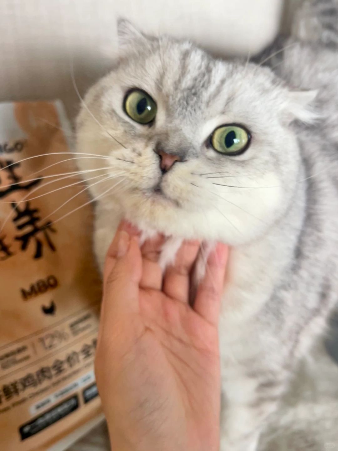 🐾🐱猫生罐养猫粮，开启猫咪的美食之旅！