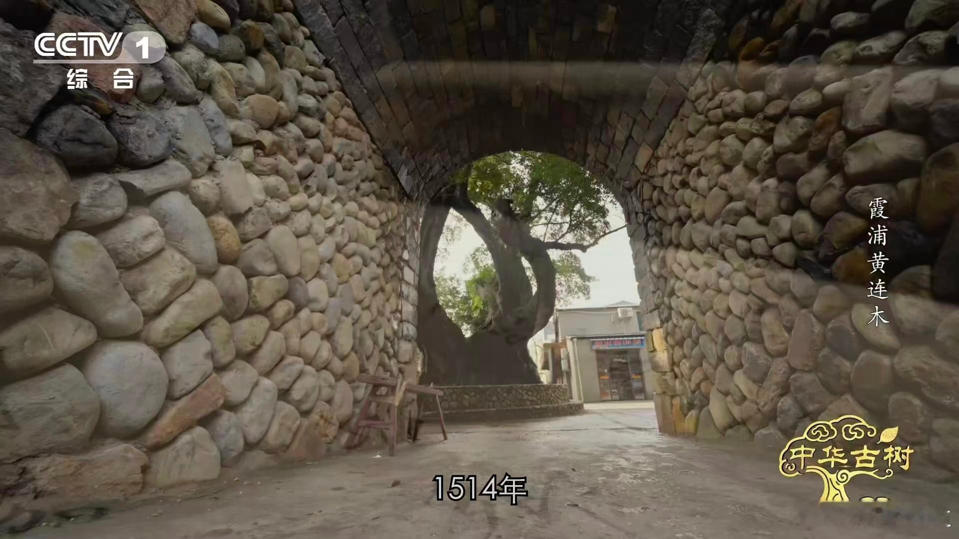 不止壮观！福建传胪村100+古树扎根石堡，侧根如绳锁牢城墙，守着渔村近五个世纪的