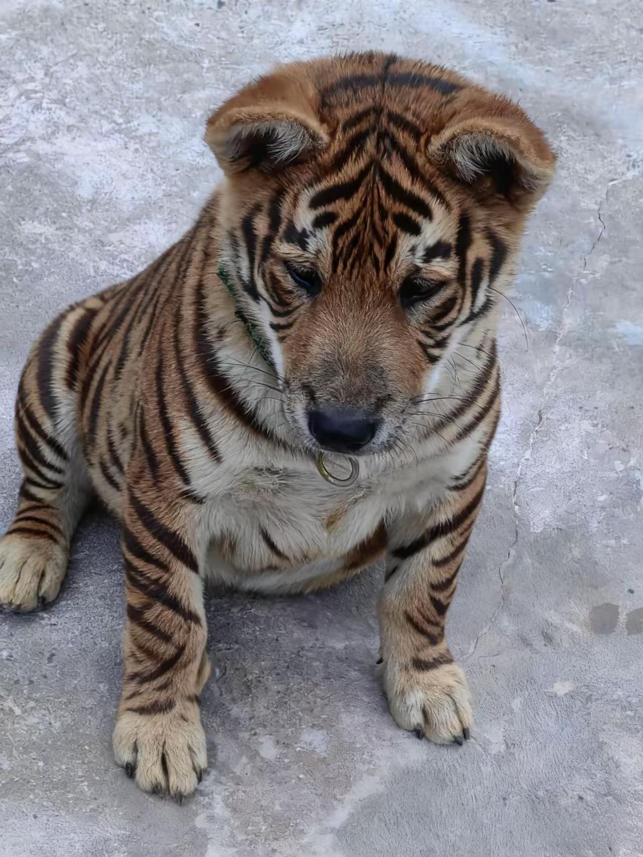 这就是虎狗[泪奔]