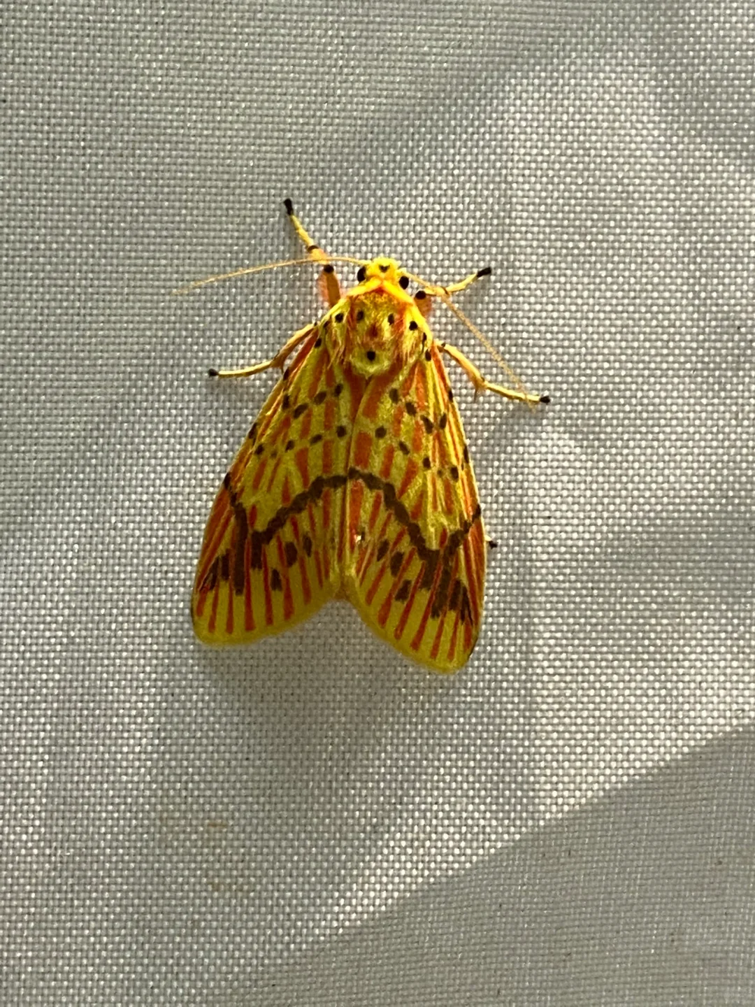 今晚我在自己家院子里灯诱昆虫飞蛾~