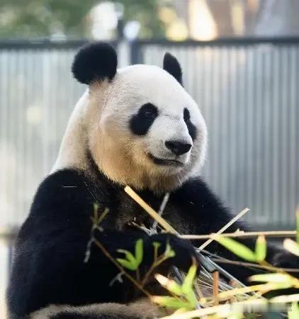 日本共同社1月19日消息，东京都政府19日表示，将归还中国的上野动物园双胞胎大熊