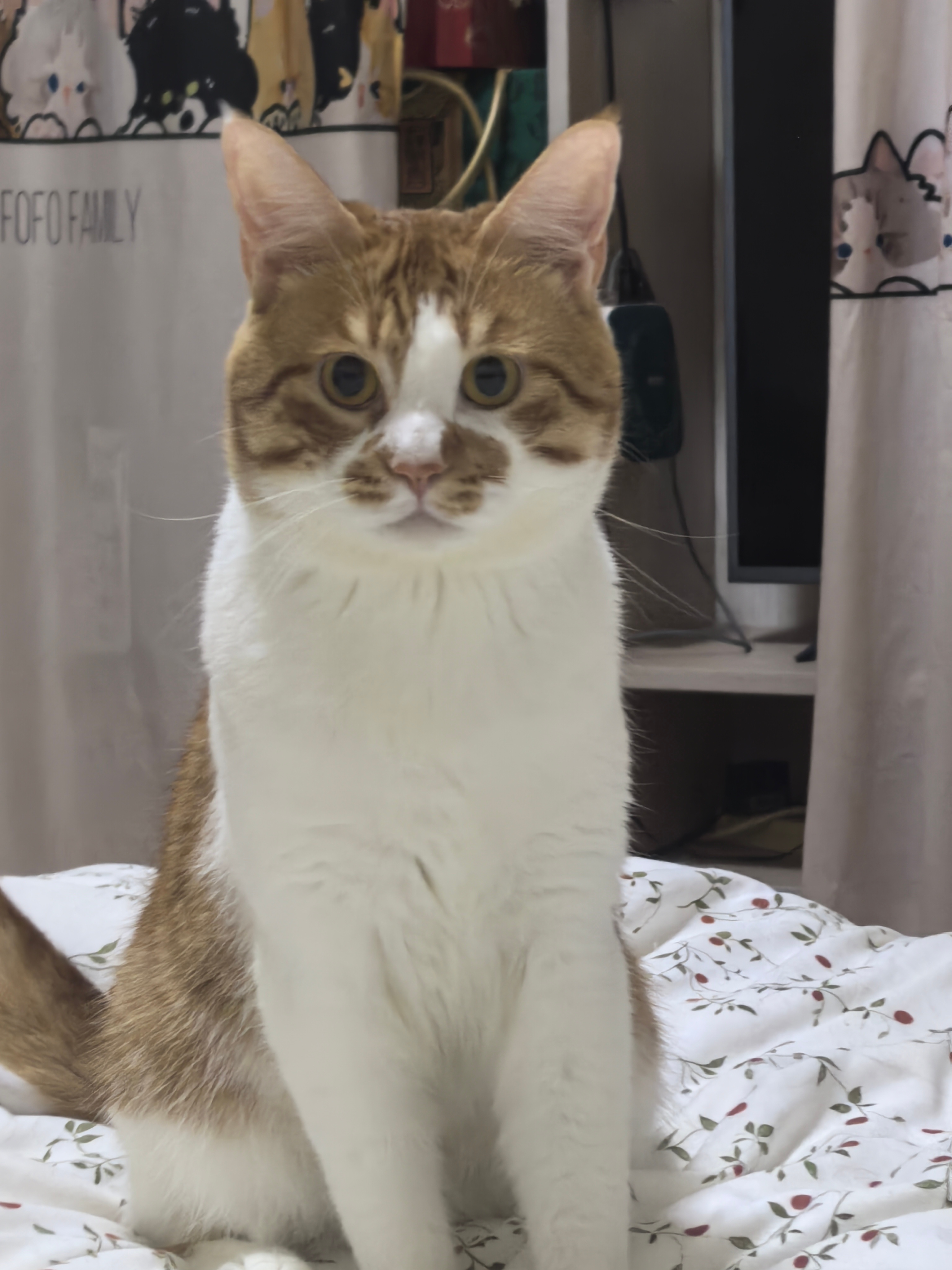 净化  猫咪 ​​​