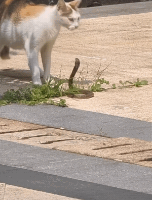 如果没猫没狗，老鼠和蛇会占据一切！[赞][玫瑰]