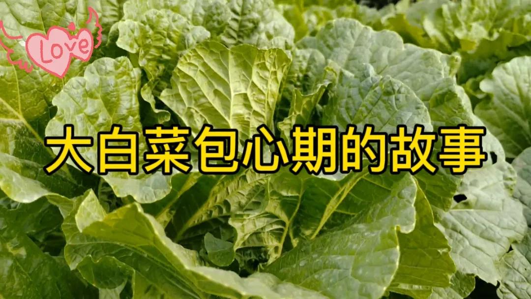 #秋日生活打卡季#
当大白菜步入包心期，那层层包裹的叶片，仿佛藏着无数的故事。就