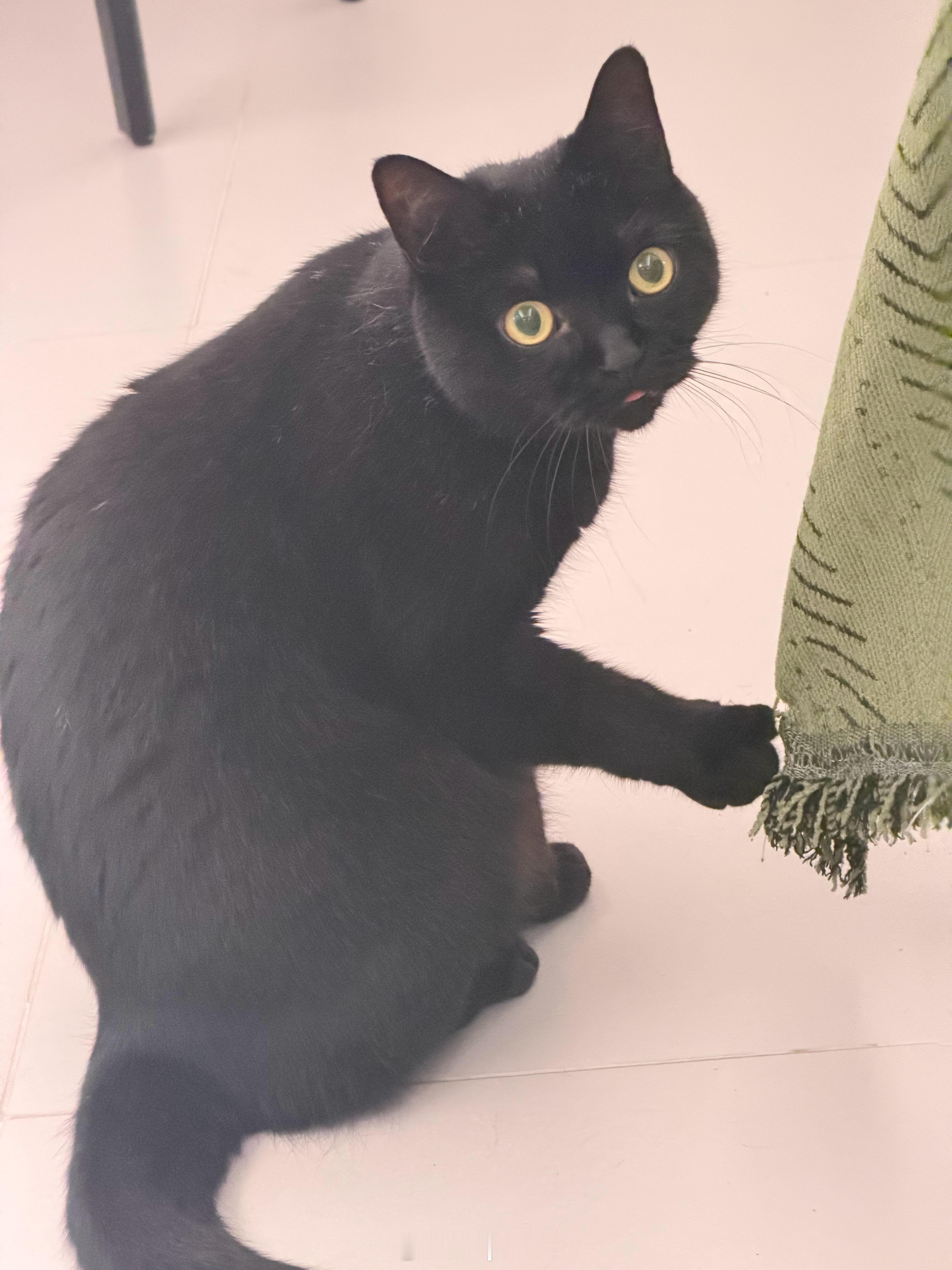 不敢对猫乱说话了我妈不让它进屋它就不进屋了，我让它从桌子上下来，就只是看我无能狂