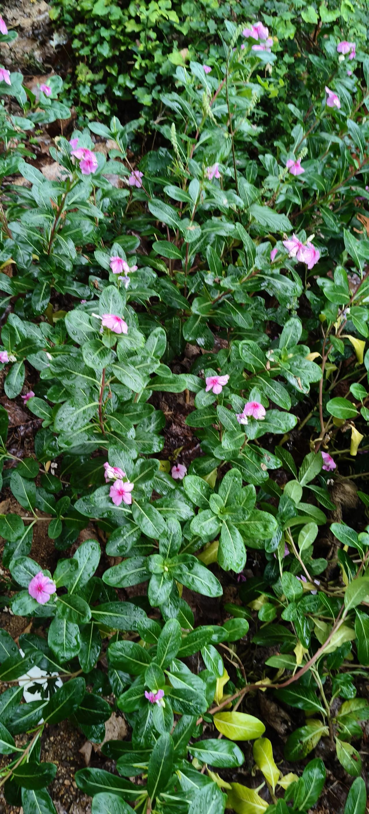 雨后的小美花更较艳
