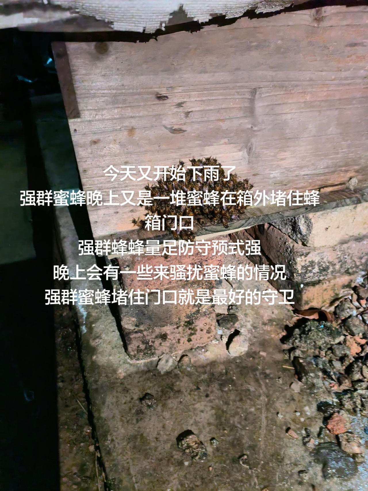 今天又开始下雨了
强群蜜蜂晚上又是一堆蜜蜂在箱外堵住蜂箱门口
强群蜂蜂量足防守预