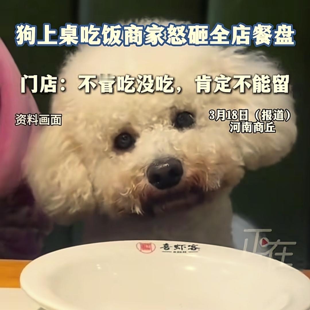 河南喜虾客的老板很气愤极了
客户带小狗去餐厅吃饭，小狗还上桌子了，不管吃没吃啊，