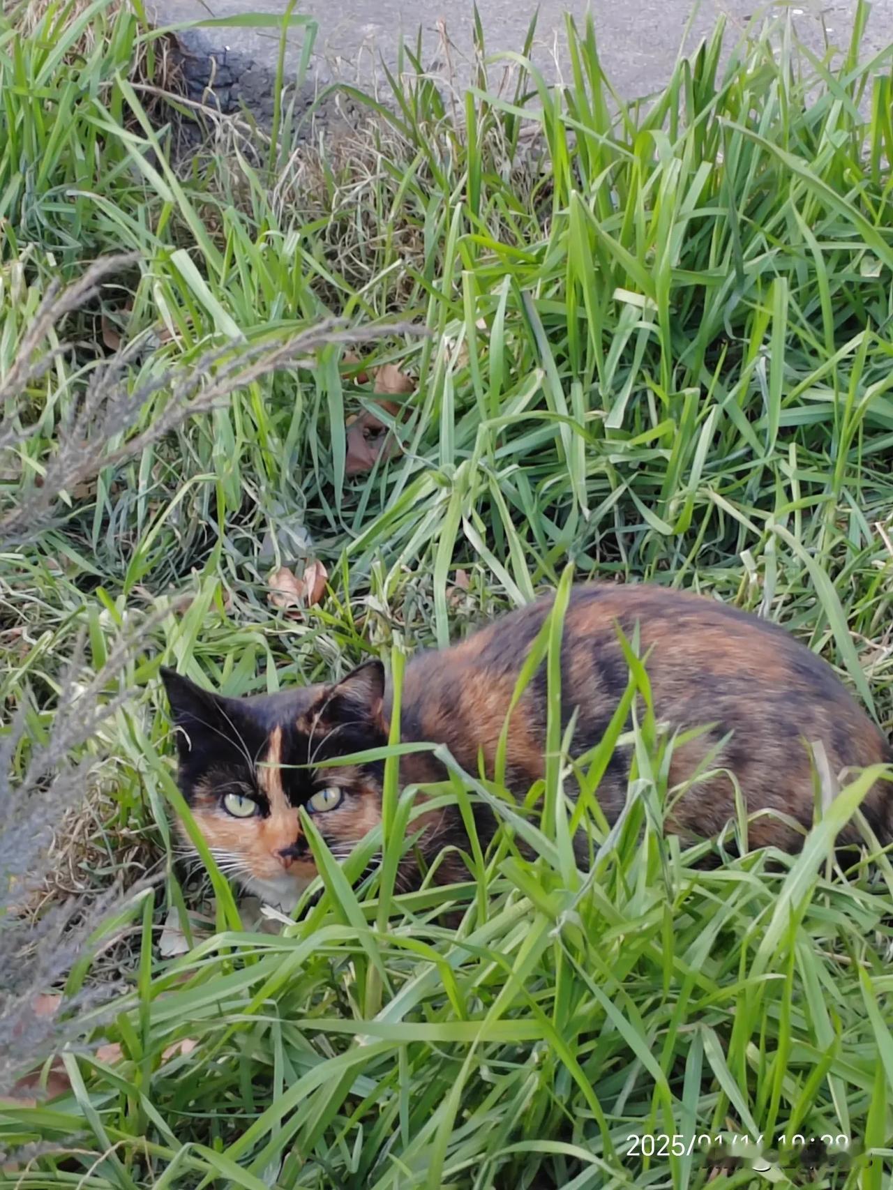 我们楼下的流浪猫，它警惕性很高，看我拿手机拍照，眼睛瞪着我半分钟，滋溜一下就跑了