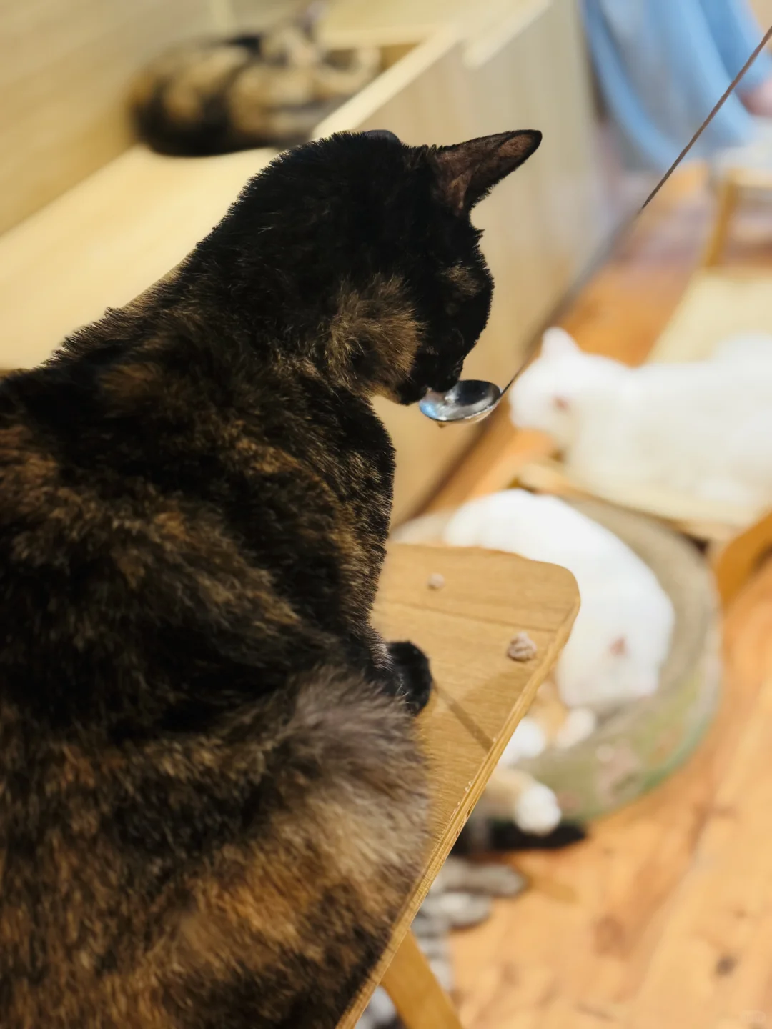 南京citywalk上海路陶谷新村逛逛买买喝咖啡