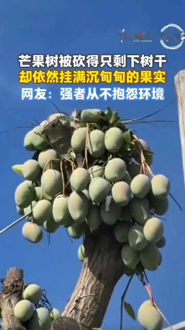 芒果树被砍得只剩下树干，却依然挂满沉甸甸的果实。网友：强者从不抱怨环境。
羊晚视