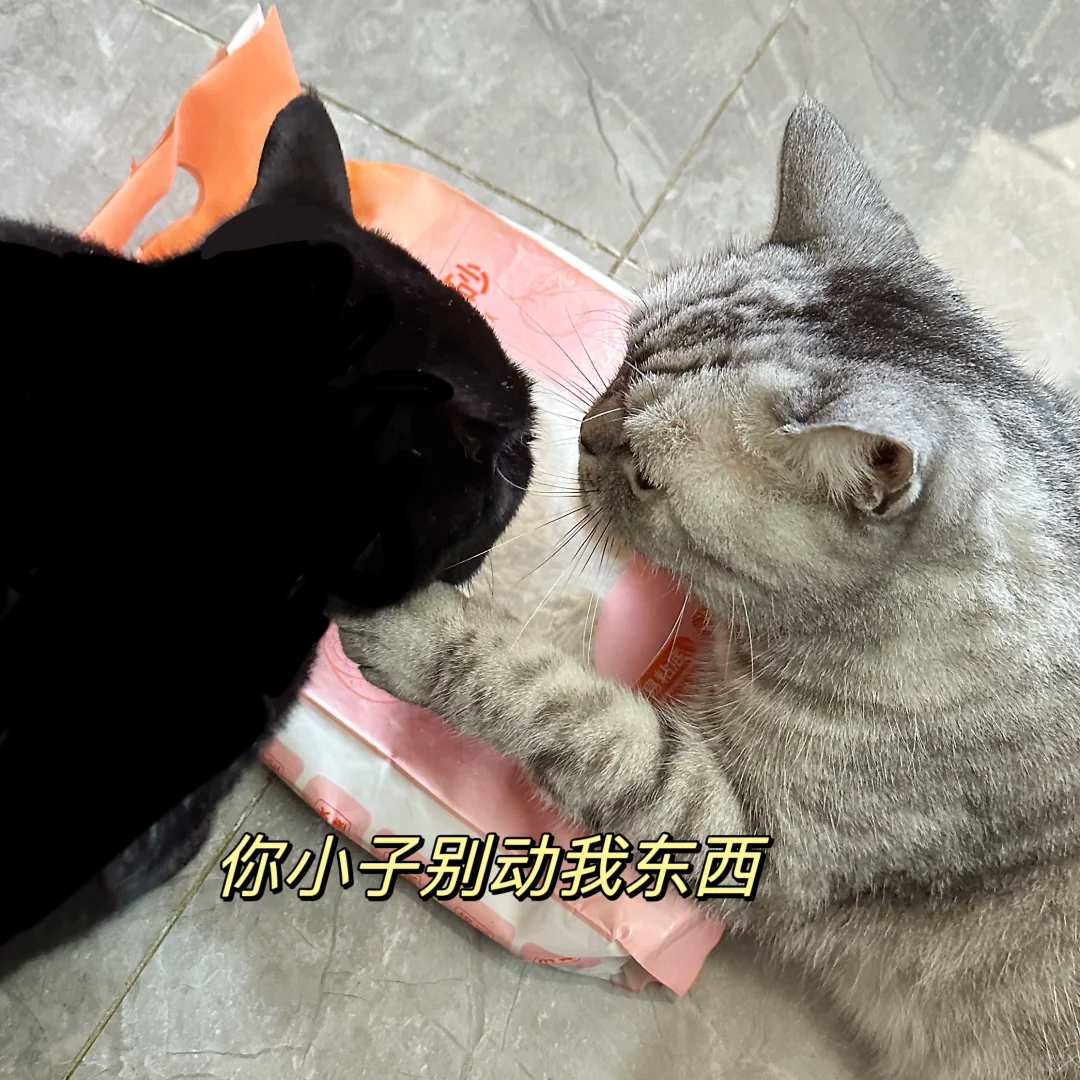 臭妹认证！猫砂超好用安利🐾🌿