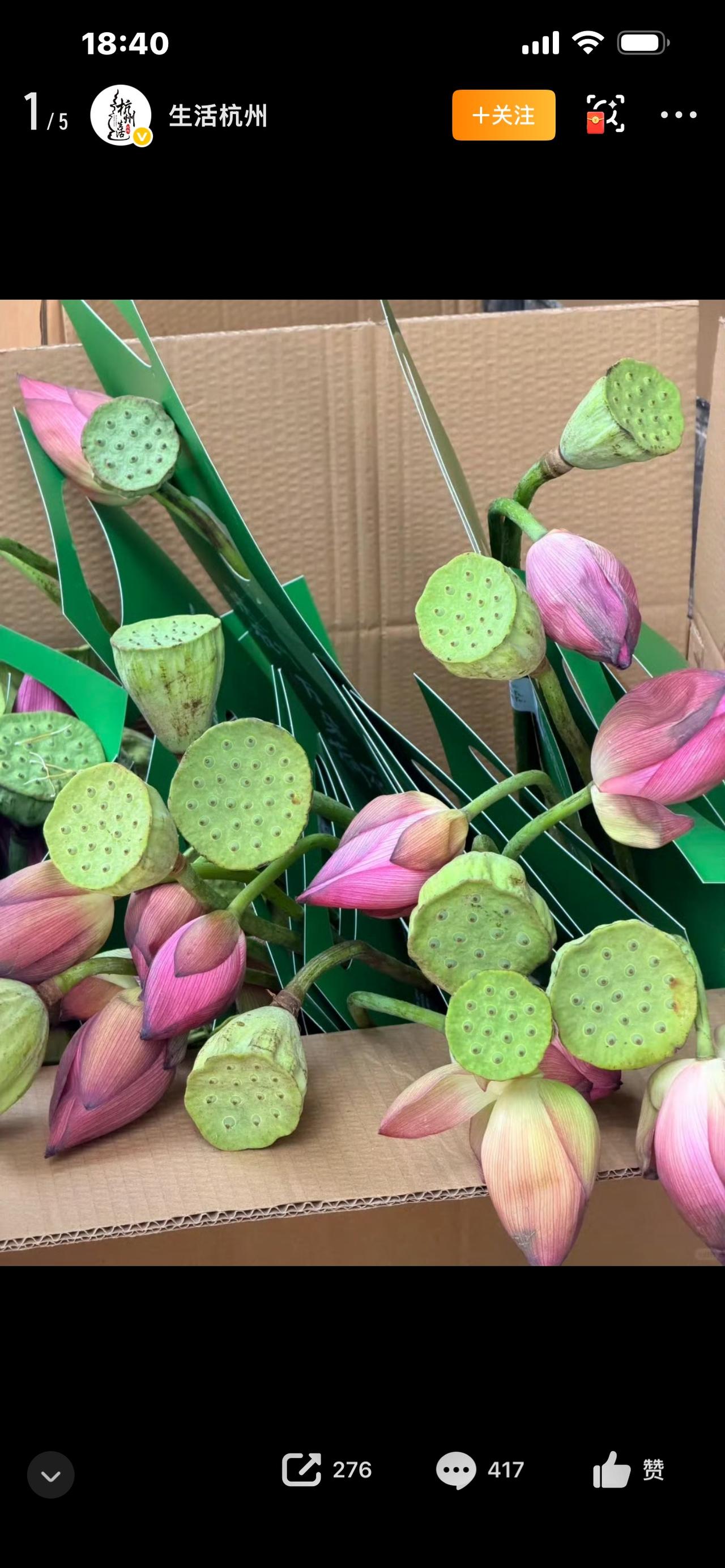 标题：太懂杭州了！小象超市豪送一万朵荷花，这座城市的浪漫被悄悄拉满




天天