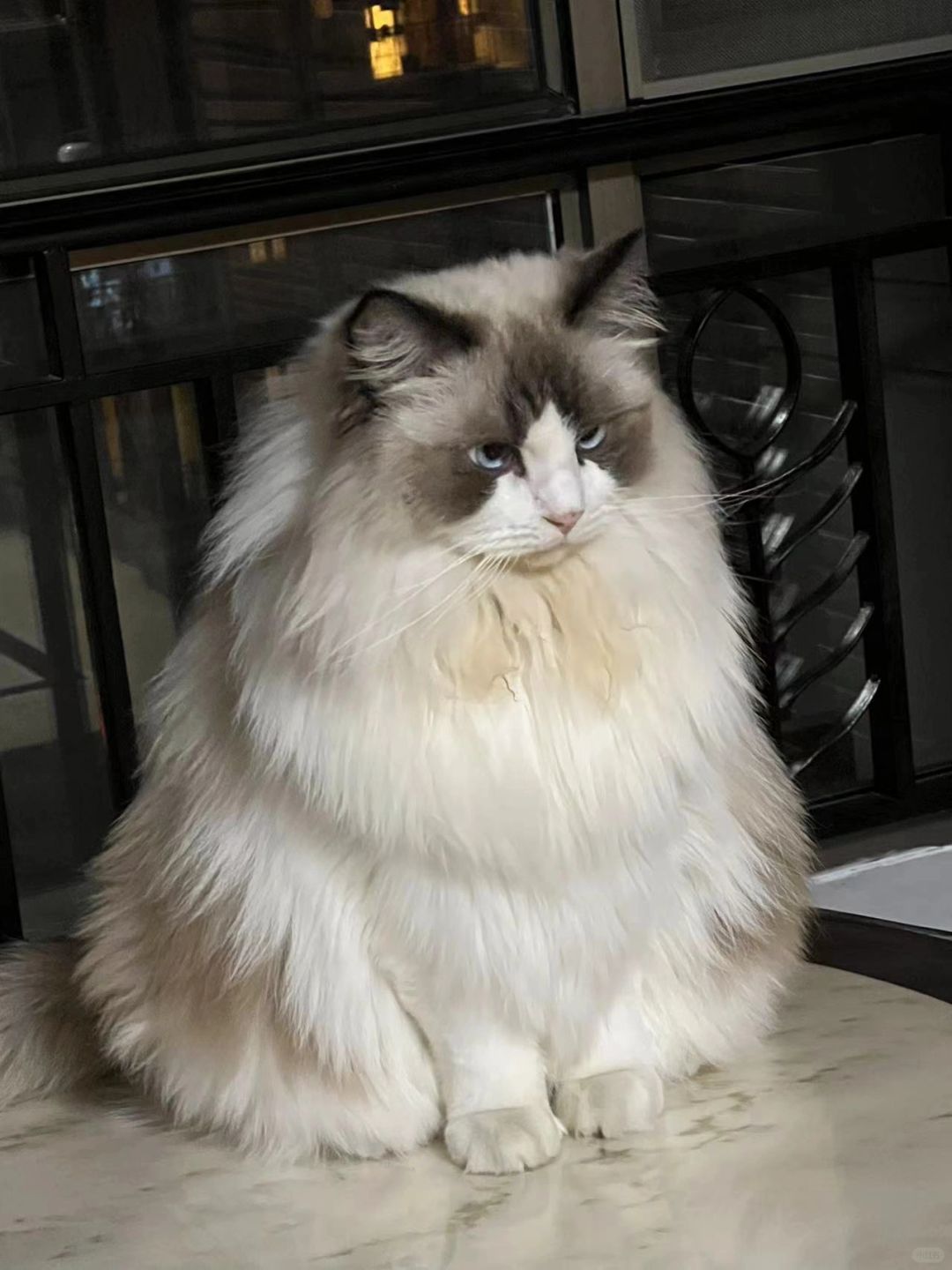 我妈养的爆毛小猫咪