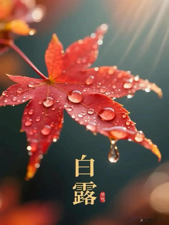 白露在头，三九乱穿衣；白露在尾，三九冻死牛！今年白露头还是尾

老辈农谚“白露在
