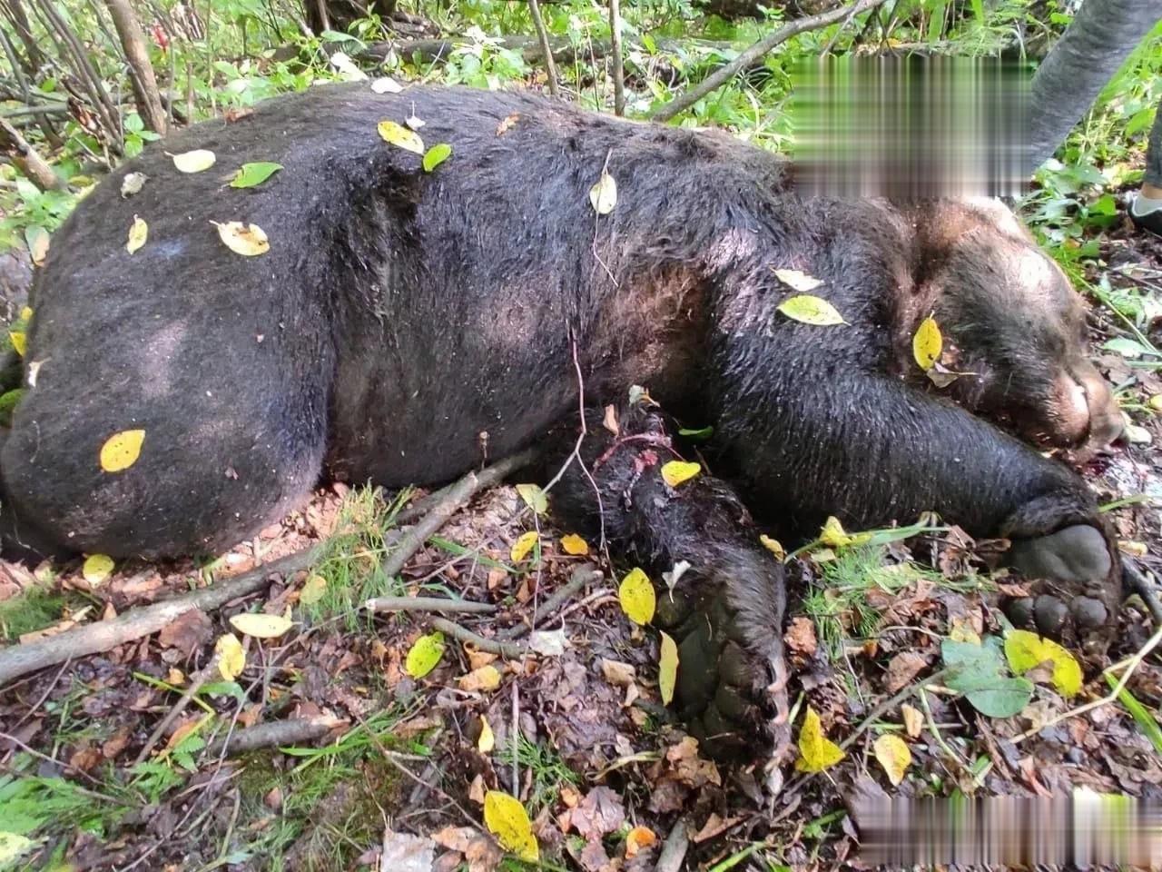 真是战斗民族！一名俄罗斯男子与一只大黑熊打架，大黑熊身亡，俄罗斯男子受伤。

地