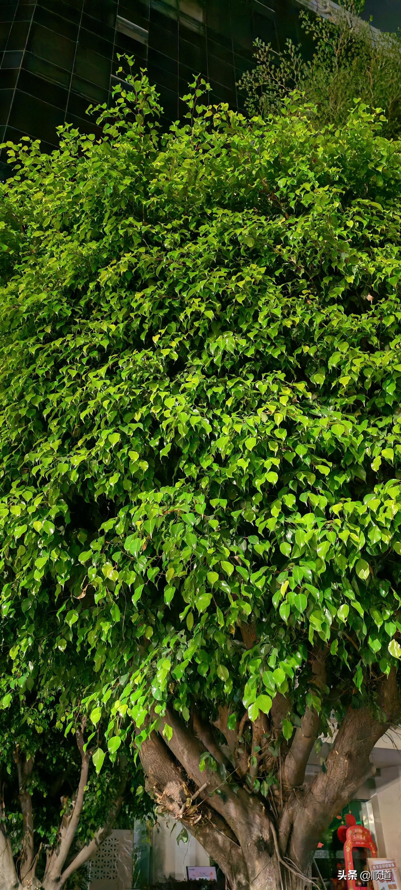 今天一天没写头条，感觉好轻松愉快。
但一天下来我也什么都没有得到。
假如写头条了