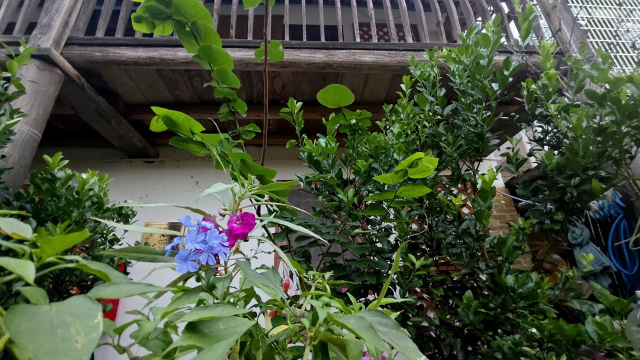 今天清理菜园，拔掉圣女果苗，收获一大堆小番茄
自然熟的果子酸甜爽口，山里种菜，自