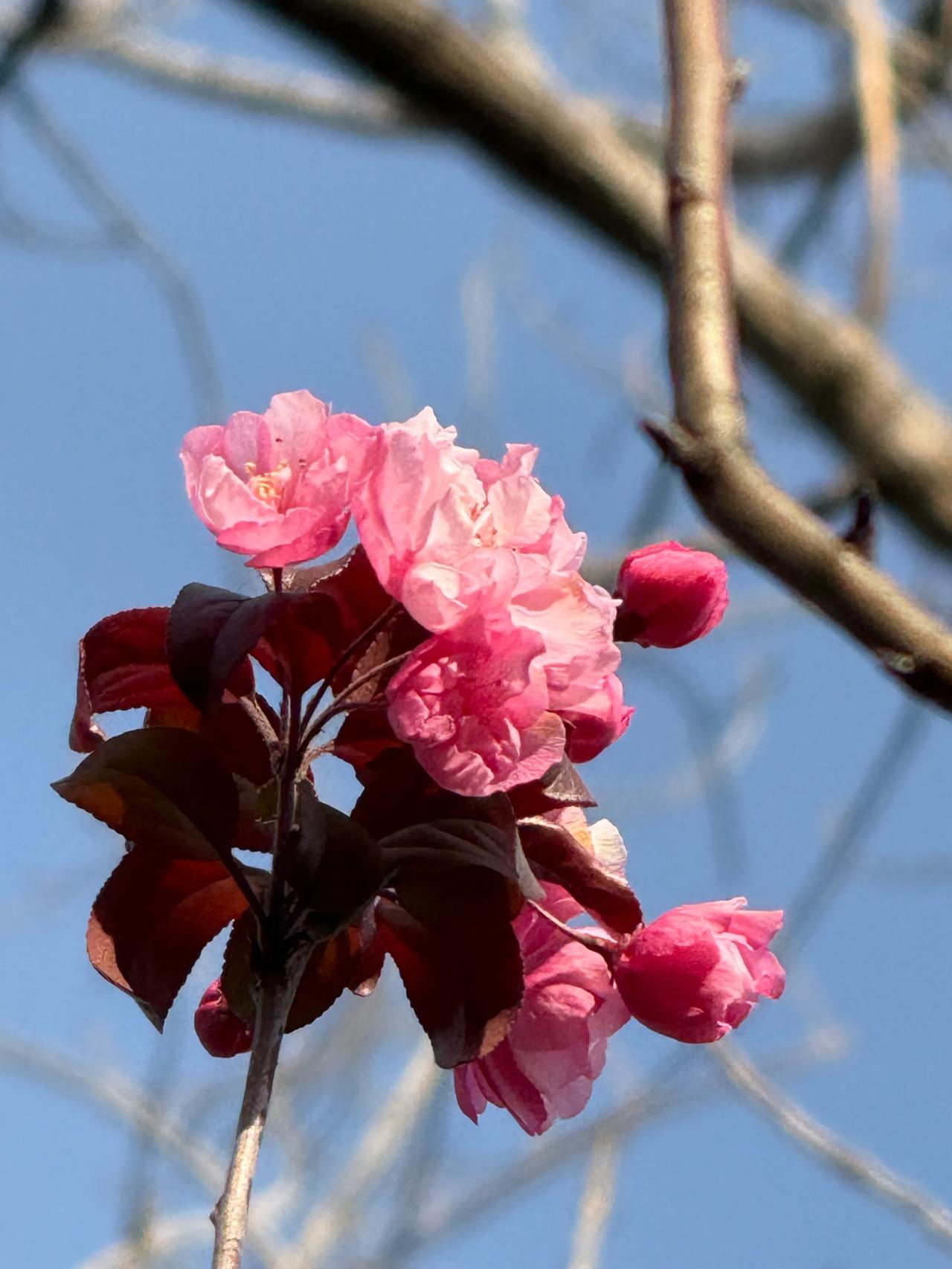 今日份海棠花
春 不远了[赞]